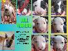 Foto 1: Bull terriers te koop