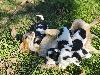 Foto 1: Spaniel hondjies te koop. 